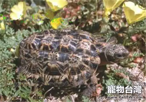 斑點陸龜的養護重點