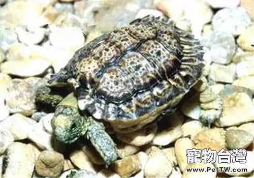 斑點陸龜的生活環境