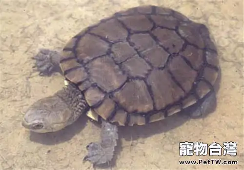 白胸側頸龜的形態特徵(1圖)-寵物台灣