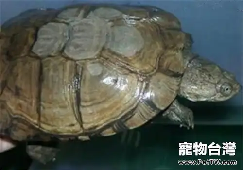 白胸側頸龜的生活環境(1圖)-寵物台灣