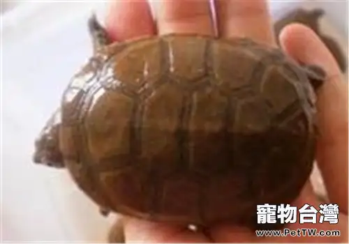 白胸側頸龜的食物選擇(1圖)-寵物台灣
