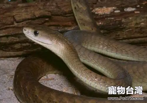 變色蛇的食物要求