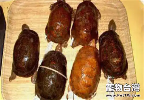 斑點箱龜的品種簡介