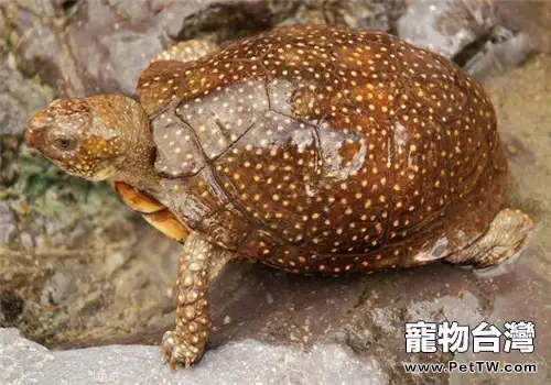 斑點箱龜的形態特徵