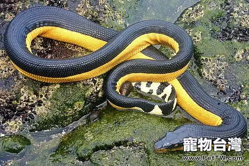 貝爾徹海蛇的品種簡介(1圖)-寵物台灣