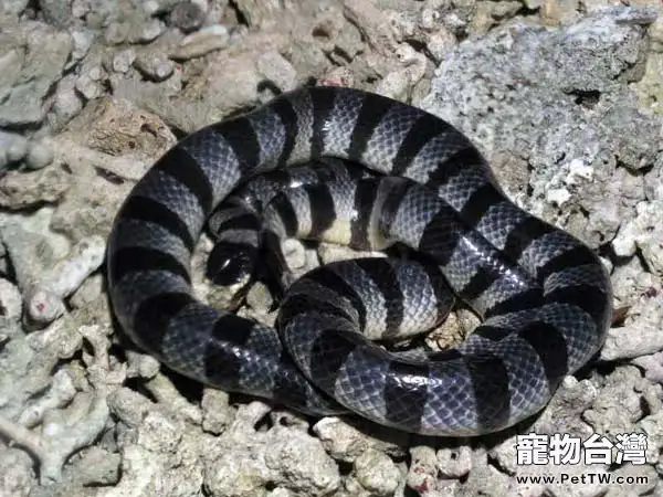 貝爾徹海蛇的外形特徵(1圖)-寵物台灣