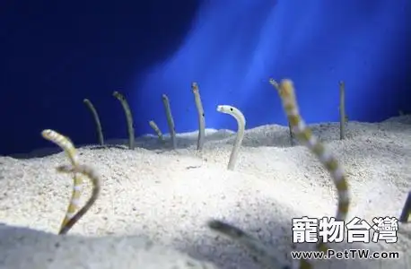 貝爾徹海蛇的養殖介紹(1圖)-寵物台灣