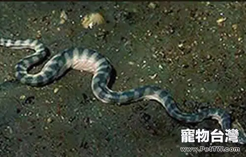 貝爾徹海蛇的分佈環境