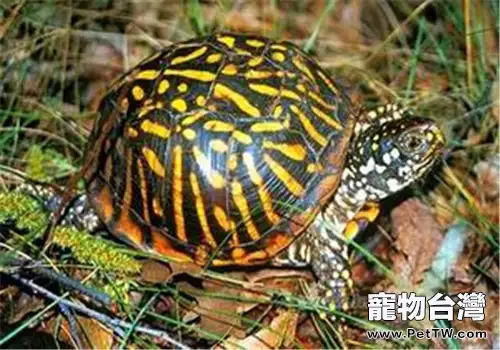北部錦箱龜的品種簡介