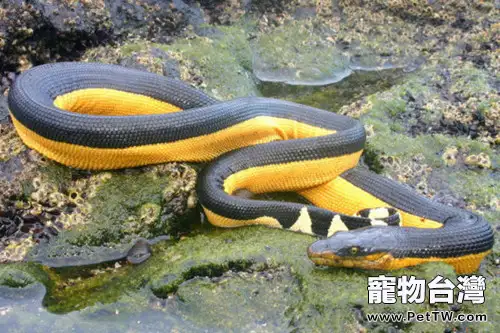 貝爾徹海蛇的食物要求(1圖)-寵物台灣