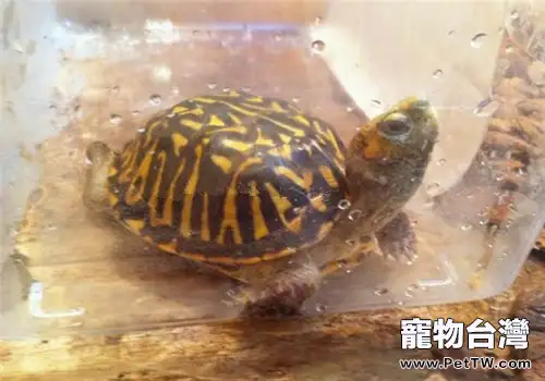 北部錦箱龜的養護重點(1圖)-寵物台灣