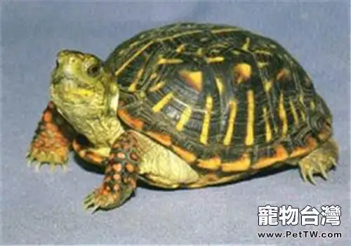 北部錦箱龜的餵食要求(1圖)-寵物台灣