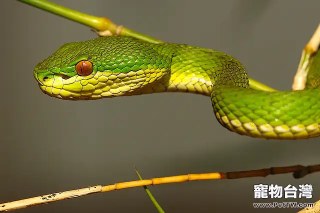 白唇竹葉青的飼養繁殖