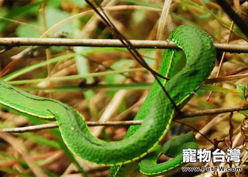 飼養白唇竹葉青的環境要求(1圖)-寵物台灣