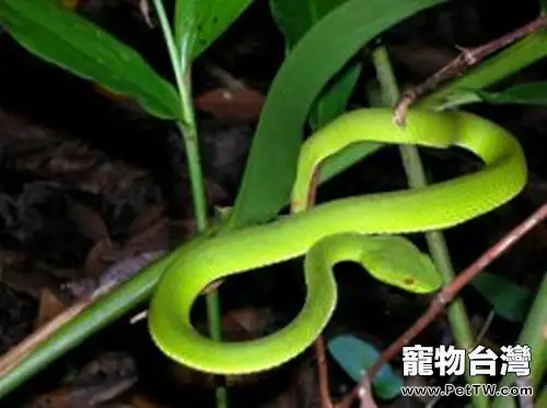 白唇竹葉青的食物要求(1圖)-寵物台灣