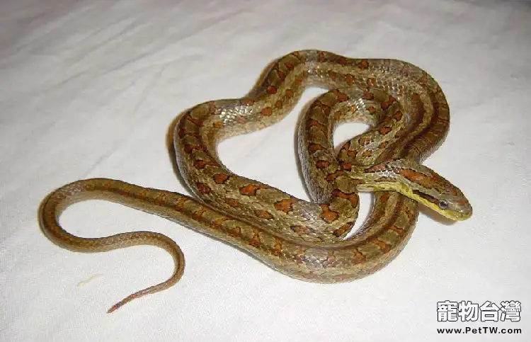 白條錦蛇的品種簡介