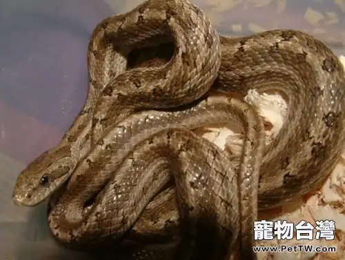 白條錦蛇的外形特徵(1圖)-寵物台灣