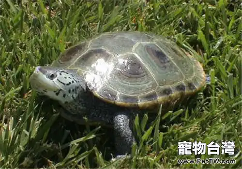 北部鑽紋龜的養護要點(1圖)-寵物台灣
