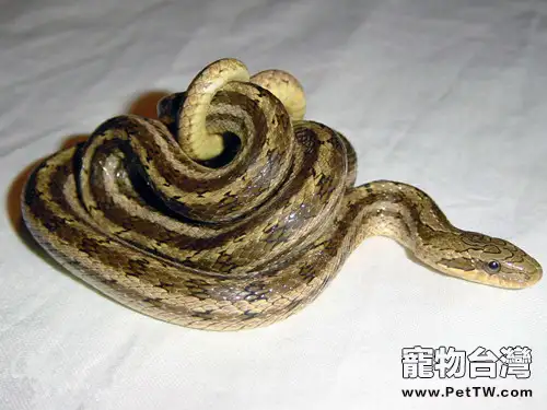 白條錦蛇的飼養要求(1圖)-寵物台灣