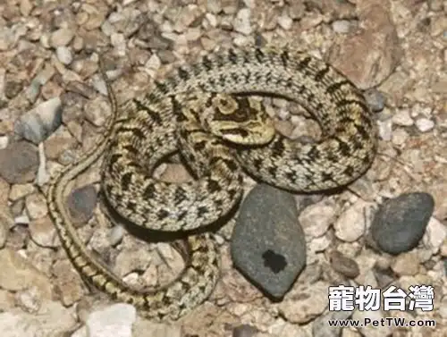 白條錦蛇的飼養箱佈置(1圖)-寵物台灣