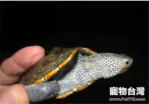 北部鑽紋龜的食物選擇(1圖)-寵物台灣