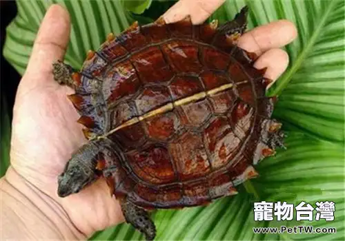 刺山龜的品種簡介(1圖)-寵物台灣