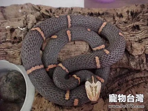 白頭蝰的馴養繁殖情況(1圖)-寵物台灣