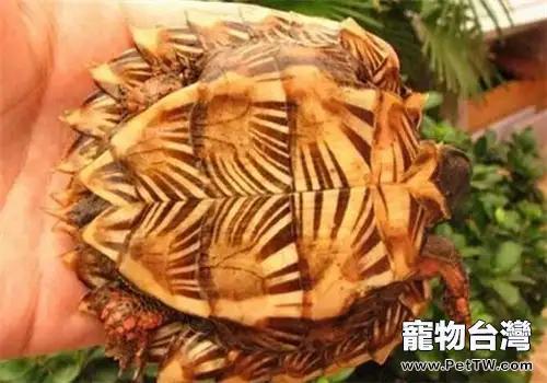 刺山龜的形態特徵和選購方法(1圖)-寵物台灣