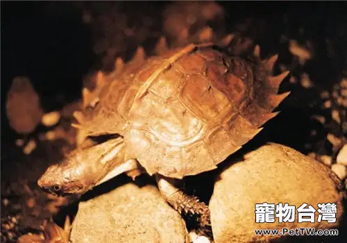 刺山龜稚龜的養護方法