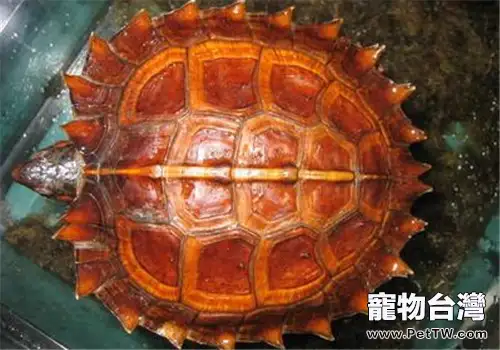 刺山龜的生活環境佈置要求(1圖)-寵物台灣