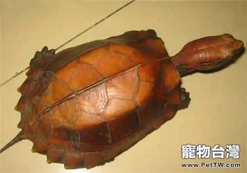 刺山龜的餵食方法(1圖)-寵物台灣