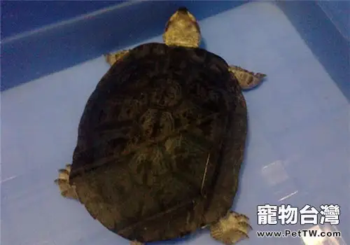 粗頸龜的品種簡介(1圖)-寵物台灣