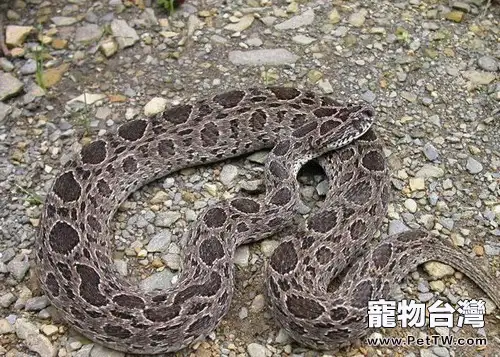 白眉蝮蛇的外形特點(1圖)-寵物台灣
