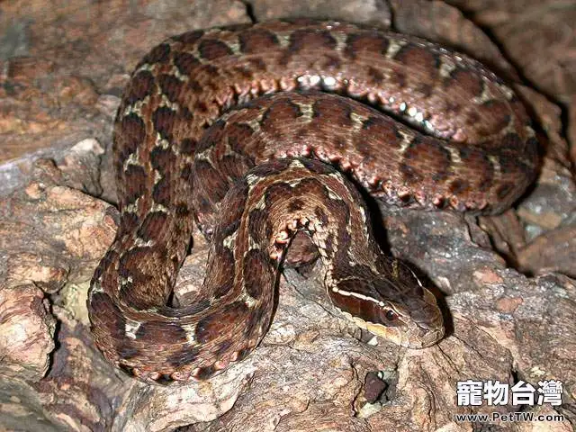 白眉蝮蛇的飼養要點(1圖)-寵物台灣