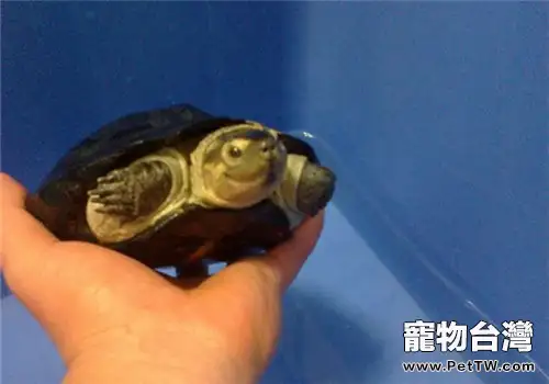 粗頸龜的飼養要點(1圖)-寵物台灣