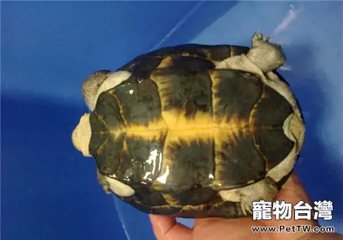 粗頸龜的生活環境(1圖)-寵物台灣