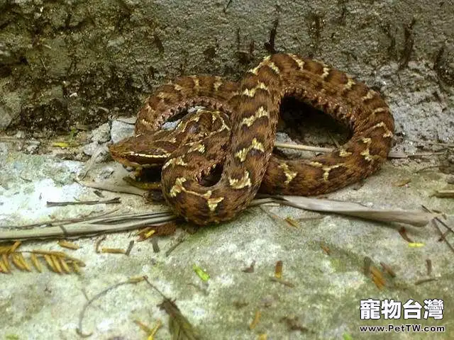 飼養白眉蝮蛇的環境要求(1圖)-寵物台灣