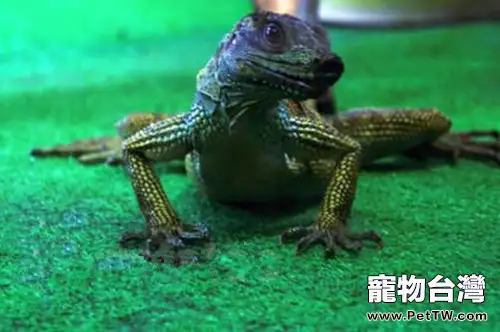 斑帆蜥的飼養環境介紹(1圖)-寵物台灣