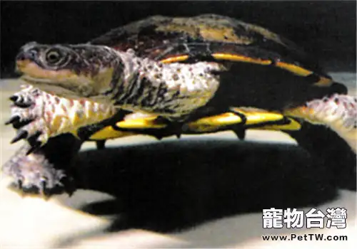 刺股蛇頸龜的餵食要點