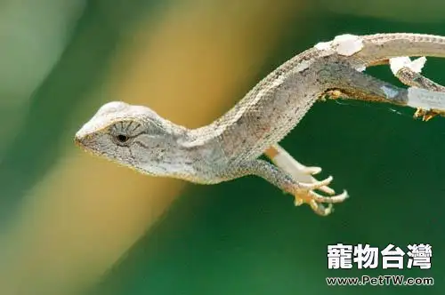 變色樹蜥的飼養環境要求(1圖)-寵物台灣