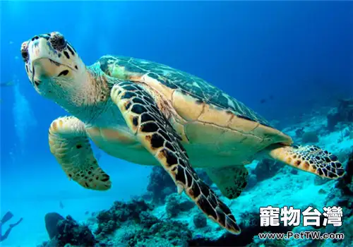 玳瑁的生活環境介紹(1圖)-寵物台灣