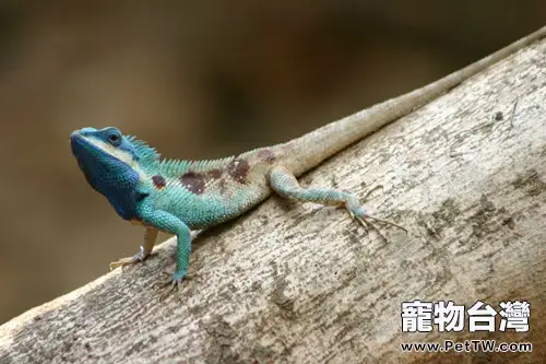 白唇樹蜥的飼養環境要求