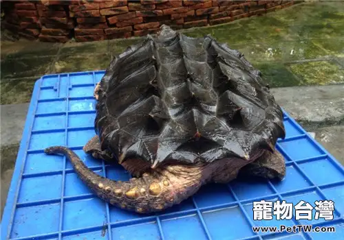 大鱷龜的形態特徵(1圖)-寵物台灣