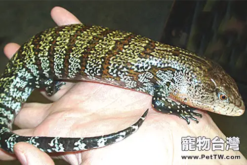 斑點藍舌蜥的外形特點