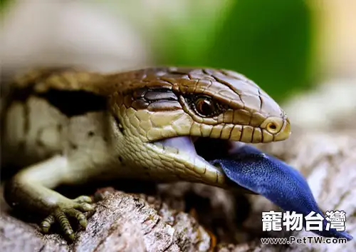 斑點藍舌蜥的飼養環境要求
