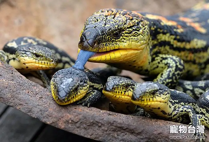 斑點藍舌蜥的餵食要求