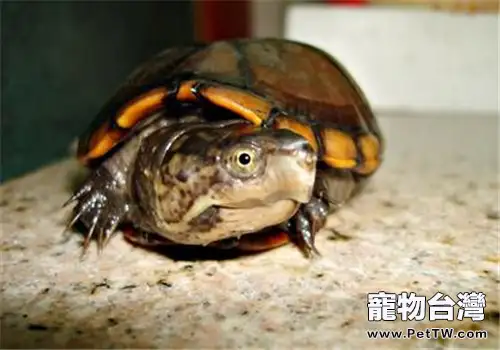 蛋龜的形態特徵