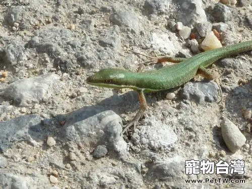 北草蜥的飼養要點(1圖)-寵物台灣