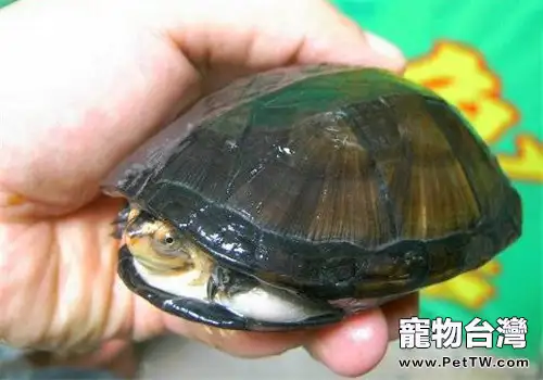 蛋龜的生活環境要求