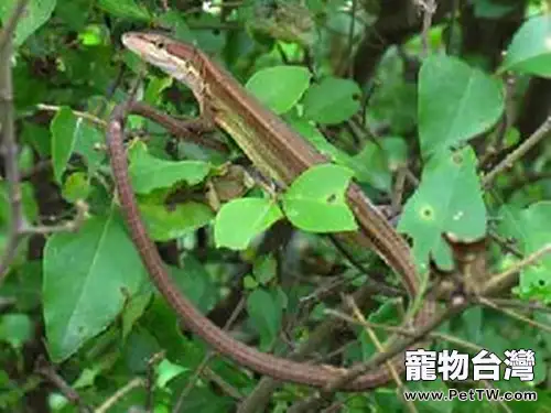 北草蜥的飼養環境要求